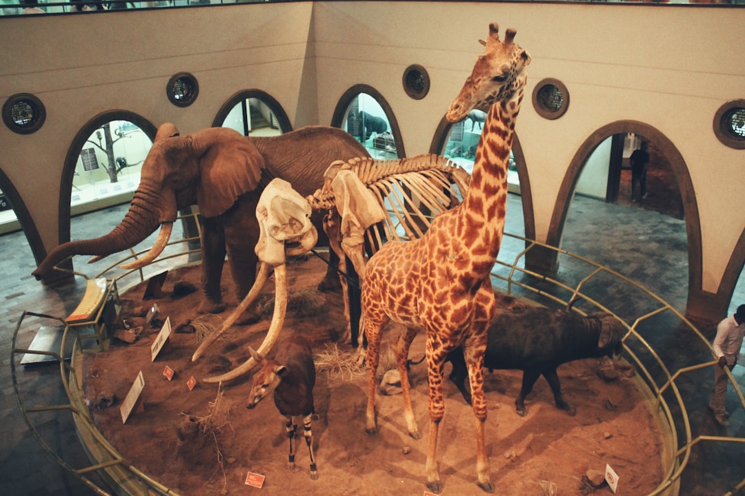 Musée Zoologique Strasbourg